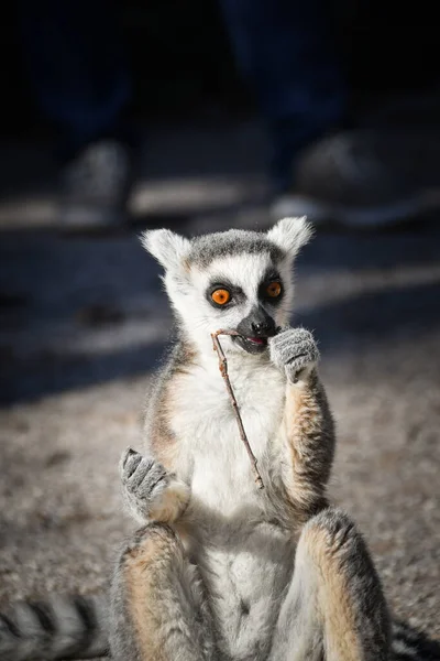Lemur Kata Gras Aan Het Eten Dat Hij Vloer Vond — Stockfoto