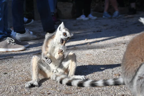 Lemur Kata Mange Fouet Herbe Trouvé Par Terre — Photo