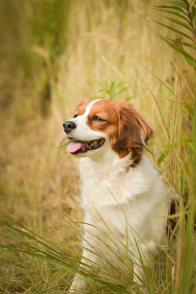 Autumn Portrait Dog Kooikerhondje She Nice Dog — ストック写真