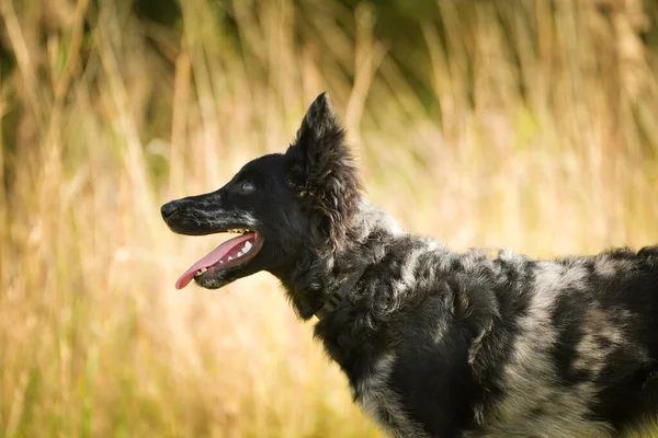 Portret Van Puppy Mudi Lieve Hond — Stockfoto