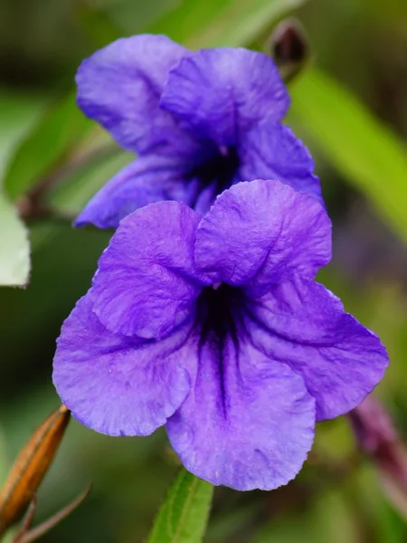 Streptocarpus bristol 's oder blaue Blüten — Stockfoto