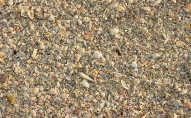 kırık kabukları arka plan