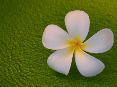 Frangipani çiçek