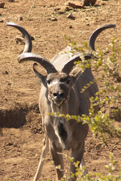 Südafrikanischer männlicher Kudu — Stockfoto