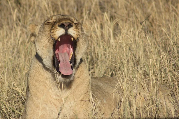 Південно-Африканський лев — стокове фото