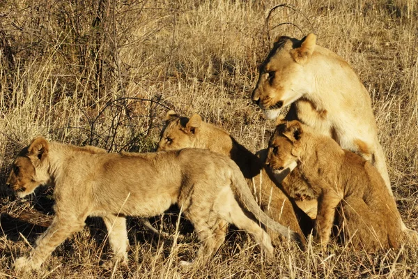 Südafrikanische Löwenfamilie — Stockfoto