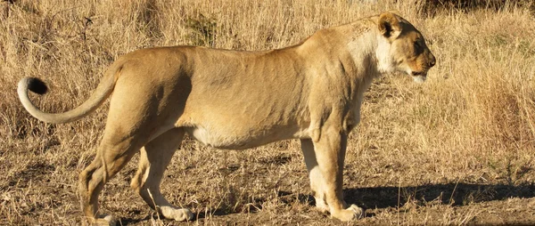 Südafrikanischer Löwe — Stockfoto
