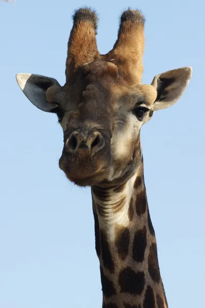 Girafa sul-africana — Fotografia de Stock