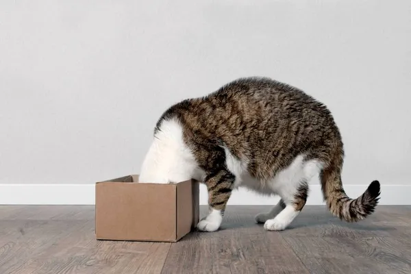 Divertido Gato Tabby Metió Cabeza Dentro Una Pequeña Caja Cartón — Foto de Stock