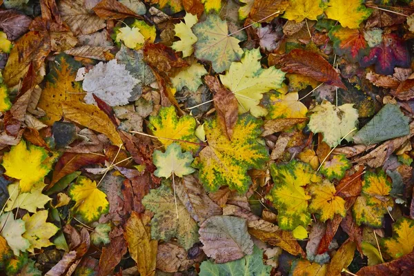 Zökkenőmentes Nedves Őszi Levelek Háttér Textúra — Stock Fotó
