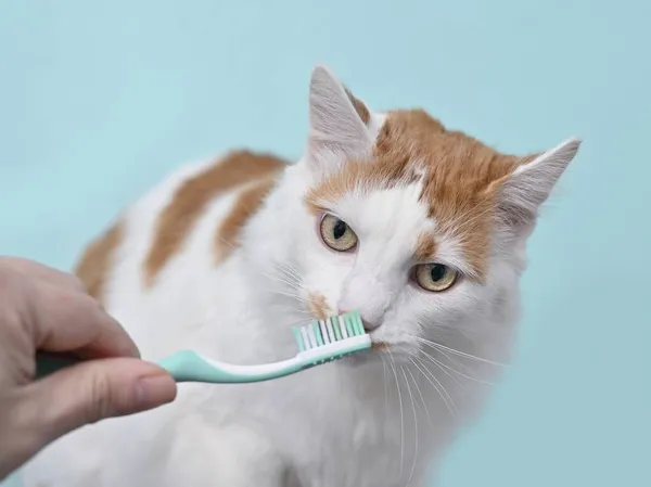 Lustige Langhaarkatze Bekommt Ihre Zähne Von Ihrem Besitzer Auf Türkisgrünem — Stockfoto