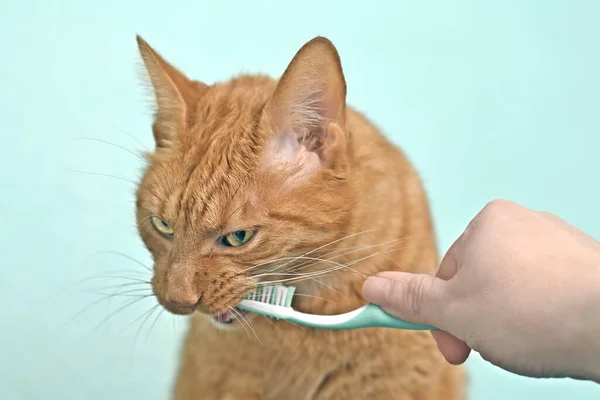 Human hand brushing teeth of funny ginger cat in front of green background.