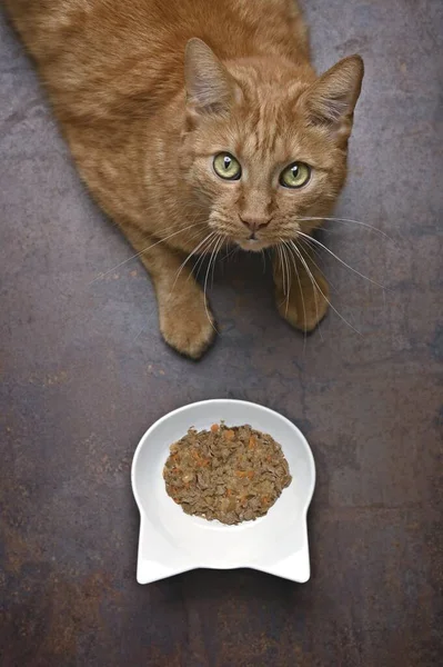 Lindo Gato Jengibre Junto Plato Alimentación Mirando Curioso Por Encima — Foto de Stock
