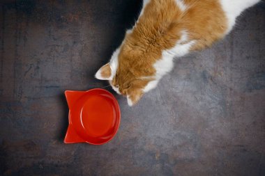 Şirin tekir kedi, yukarıdan görünen kırmızı bir yemek tabağına bakıyor..