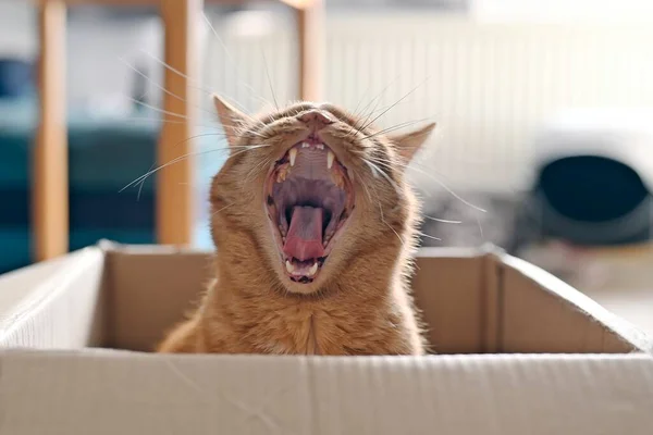 Vicces Vörös Macska Egy Kartondobozban Nagy Ásítást — Stock Fotó