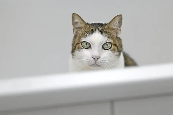 Симпатичная Тэбби Кошка Выглядывающая Через Край Ванны Горизонтальное Изображение Выборочной — стоковое фото