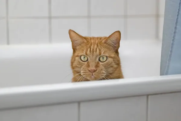 Lindo Gato Rojo Asomándose Por Borde Del Tubo Baño Imagen — Foto de Stock