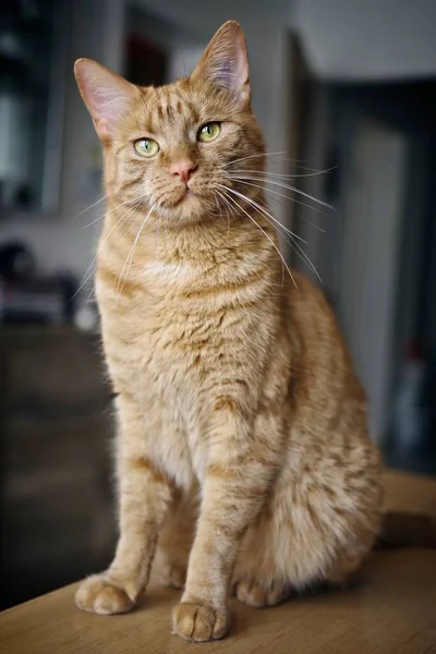 Niedliche Ingwerkatze Sitzt Auf Dem Tisch Und Schaut Neugierig Die — Stockfoto