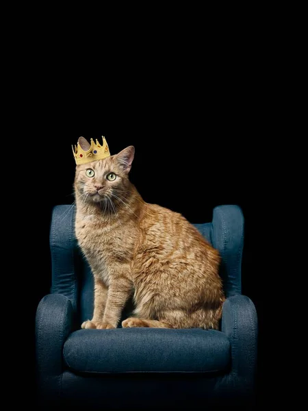 Lindo Gato Jengibre Sentado Sillón Con Una Corona Dorada Aislado —  Fotos de Stock