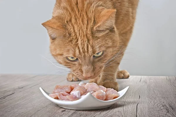 Tabby Gato Olhando Curioso Para Prato Carne Fresca Mesa — Fotografia de Stock