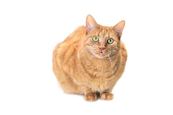 Ginger Cat Sitting Looking Curious Camera Isolated White Background — Stock Photo, Image