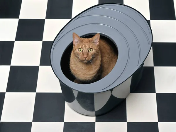 Kucing Berambut Merah Lucu Duduk Kotak Sampah Top Entry Dan — Stok Foto