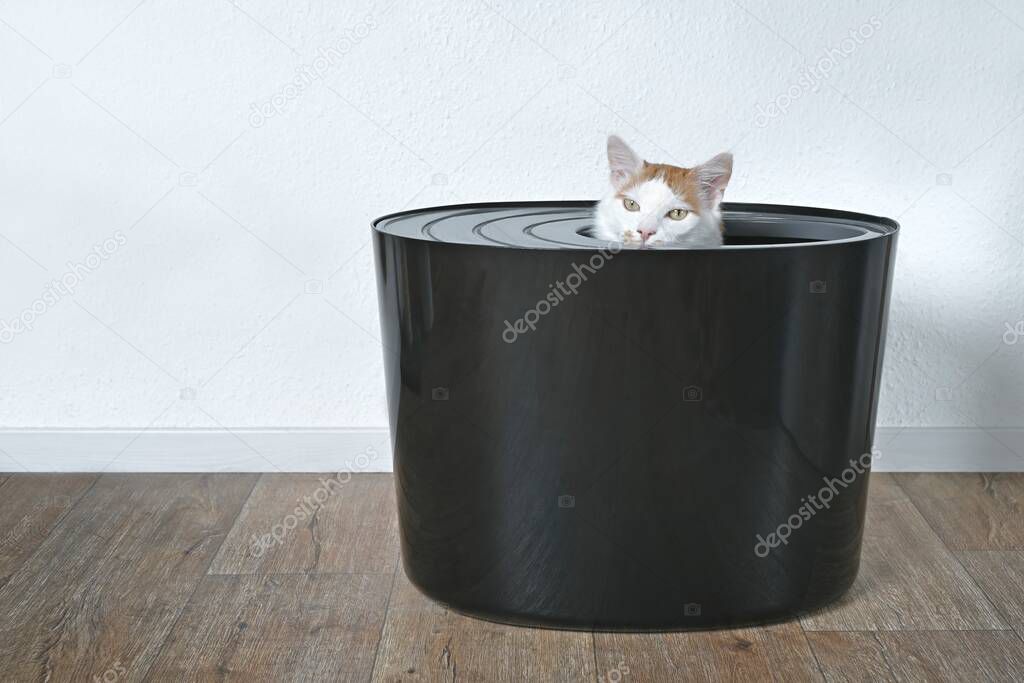 Cute tabby cat sitting in a top-entry litter box and looking curious outside. Horizontal image with copy space.