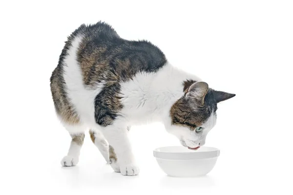 Tabby Gato Comendo Comida Uma Tigela Comida Branca Isolado Sobre — Fotografia de Stock