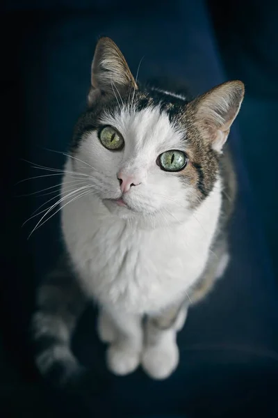 可爱的胖胖的猫抬头看着摄像机 带有选择性焦点的高角视点 — 图库照片