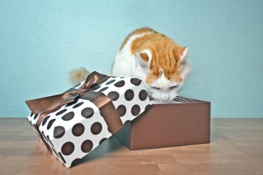 Uzun saçlı komik kedi, açık bir hediye kutusunda meraklı görünüyor..