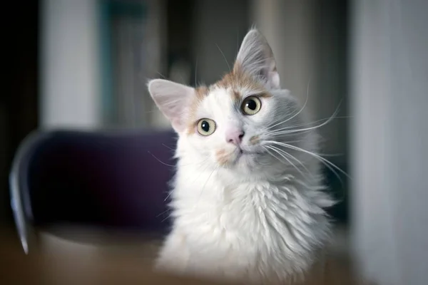 Lindo Gato Pelo Largo Sentado Junto Mesa Mirando Curioso Imagen —  Fotos de Stock