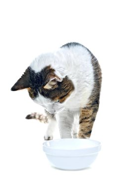 Aç tekir kedi yemek tabağında meraklı görünüyor. Kopyalama alanı olan dikey resim.