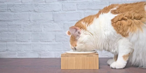 Vista Lateral Gato Tabby Comiendo Comida Tazón Comida Imagen Panorámica — Foto de Stock