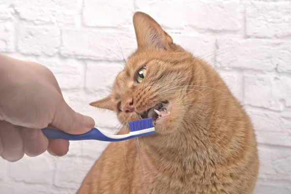 Lustige Rote Katze Bekommt Ihre Zähne Von Ihrem Besitzer Geputzt — Stockfoto