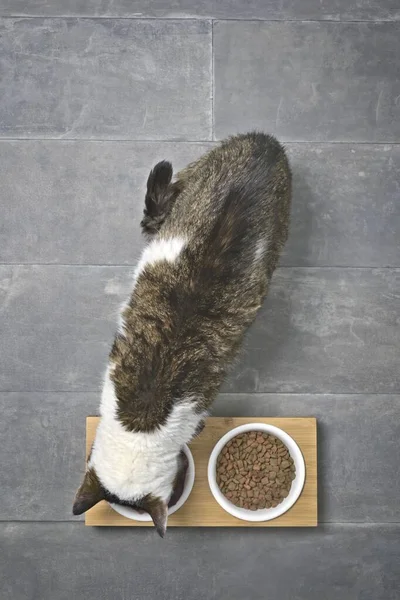 Tabby Gato Comer Alimentos Tazón Comida Doble Visto Directamente Desde — Foto de Stock