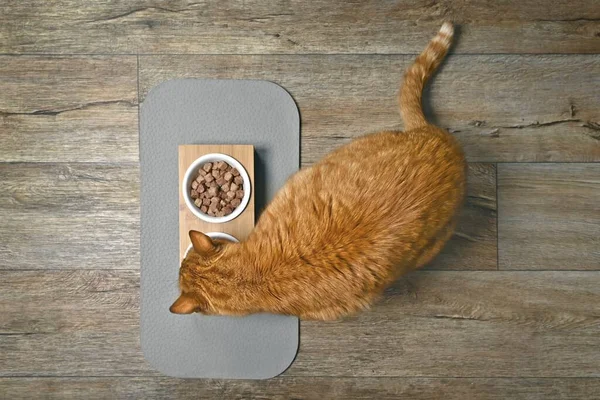 Ginger Gato Comer Alimentos Tazón Comida Doble Visto Directamente Desde — Foto de Stock