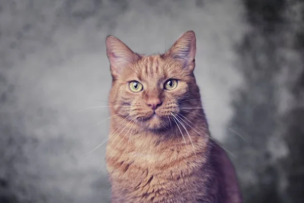 Retrato Gato Gengibre Bonito Olhando Engraçado Para Câmera Imagem Horizontal — Fotografia de Stock