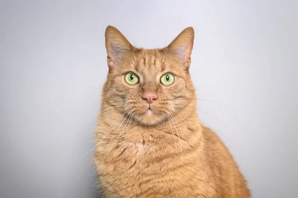 Студийный Портрет Рыжего Кота Смотрящего Прямо Камеру — стоковое фото