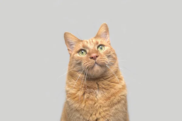 Портрет Полутуловища Смешного Красного Кота Сером Фоне — стоковое фото