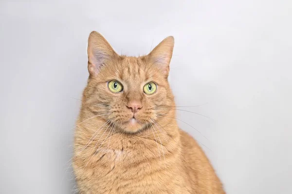 生姜猫看着灰色背景的工作室肖像 — 图库照片