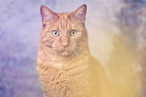 ปภาพของแมวส แดงน งอย นหล ภาพแนวนอนท โฟก สเล — ภาพถ่ายสต็อก
