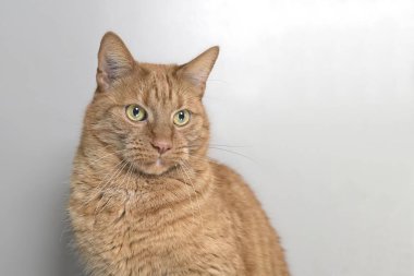 Tatlı kızıl kedinin portresi oturuyor ve tuhaf bir şekilde başka tarafa bakıyor..