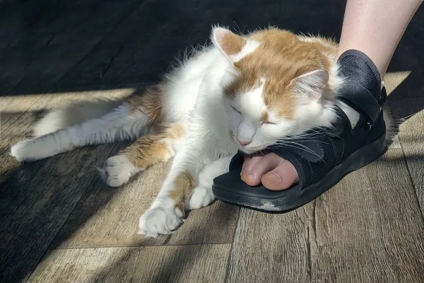 Tekir Kedi Yaralı Ayaklarının Üzerinde Yatıyor — Stok fotoğraf