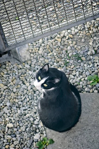 귀여운 턱시도 고양이 앉아서 카메라를 올려다보고 있습니다 — 스톡 사진