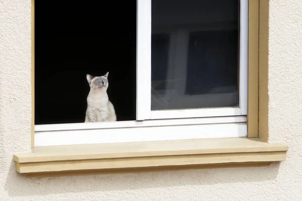 美しい灰色の猫は窓辺に座って日光浴 — ストック写真