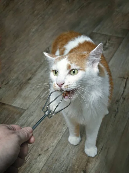 面白いタビー猫のニブルからA生地フック — ストック写真