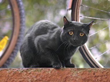 Anxious black stray cat looking at camera. clipart
