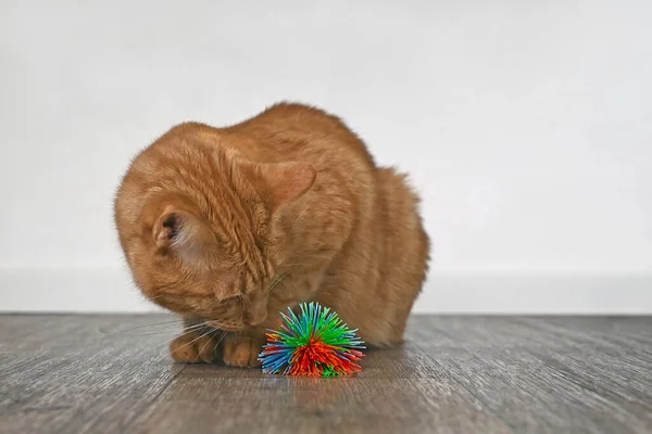 Cute ginger Cat Playing with a toy ball.