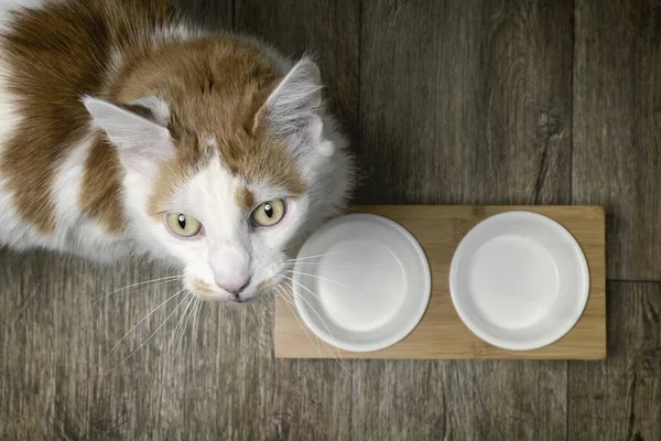 Funny Longhair Cat Next Double Feeding Dish Looking Curious Camera — Foto de Stock