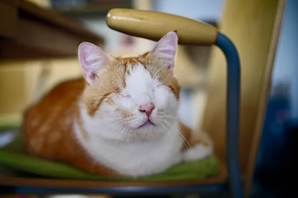Blind Cat Relaxing Chair —  Fotos de Stock